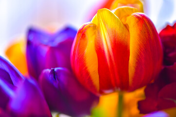 spring blooming colorful tulips lit by the rays of the sun, flower breeding