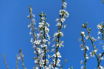 white blooming fruit trees against the blue sunny sky