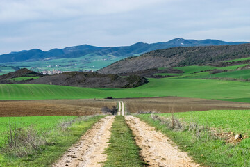 Rural road between cereal fields in spring. Izagaondoa