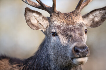 Portrait of a red deer stag against clear background