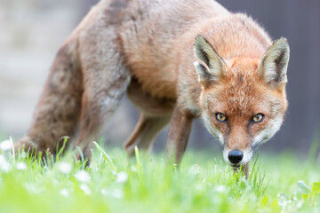 Close up of a red fox on a green grass