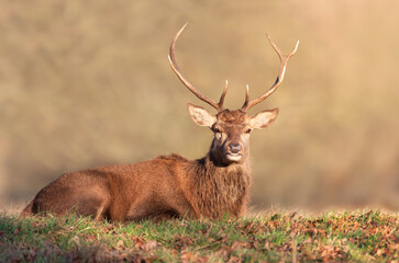 Portrait of a red deer stag lying on grass