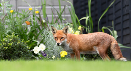 Close up of a red fox in a garden in summer