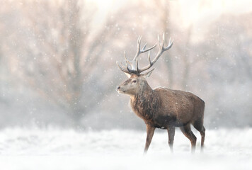 Red deer stag in the falling snow in winter - obrazy, fototapety, plakaty