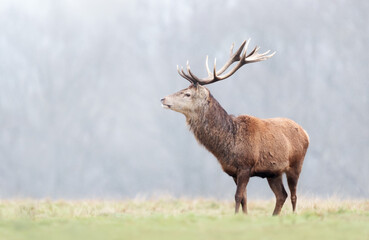 Close up of a Red deer stag in the falling snow