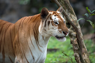 Close up photo of a golden tiger