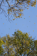 Abstract picture of some leaves falling from a tree to another with blue sky background 