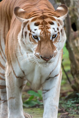 Close up photo of a golden tiger