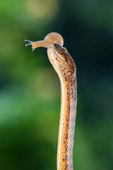 Slug eating snake with its prey