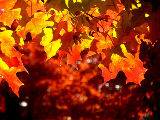 A Lovely Autumn Morning