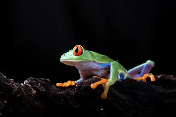Deurstickers Red_eyed tree frog perched on an old tree log © DS light photography