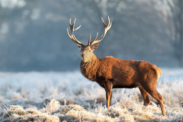 Naklejka na ściany i meble Close up of a Red deer stag on a frosty winter day