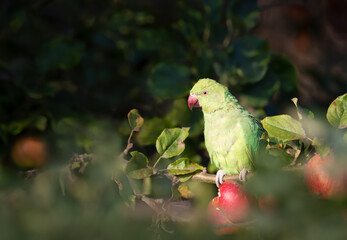 Ring-necked Parakeet perched in an apple tree