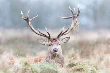 Portrait of a red deer stag lying in grass