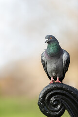 Close up of a Feral pigeon perched on a bench in a park