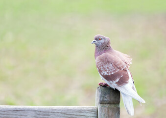 Fototapeta premium Close up of a Feral pigeon perched on a bench in a park