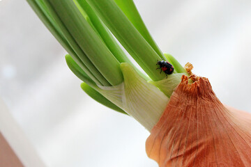 ladybug on fresh onion shoots. spring revival of nature. an interesting world of insects