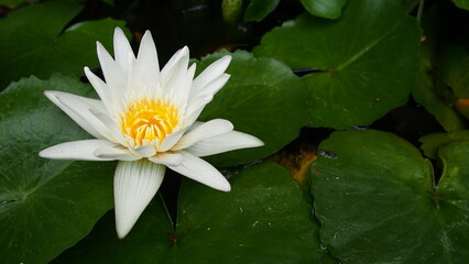 Lotus close up in the lake