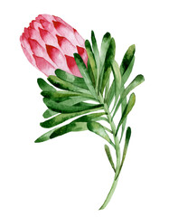 Hand-drawn isolated watercolor floral illustration with pink protea, leaves and flowers. Perfect for invitations or greeting cards.