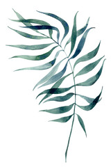 Hand-drawn watercolor  palm leaf isolated on a white 
background.