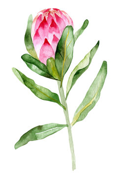 Hand-drawn isolated watercolor floral illustration with pink protea, leaves and flowers. Perfect for invitations or greeting cards.