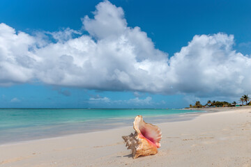 Conch seashell on Caribbean beach