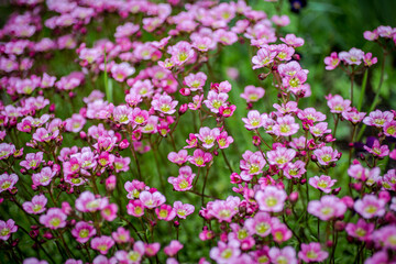 Obraz na płótnie Canvas Rich pink flowers Saxifraga x arendsii Marto Rose an evergreen perennial alpine garden plant.