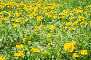 Field of yellow dandelions. Summer field. Bright yellow dandelions in the meadow. Spring and summer grass background.