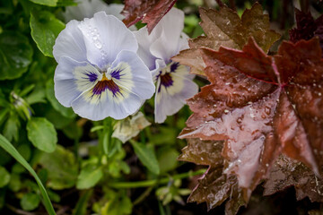 Pansy violet (viola tricolor) and Obsidian Coral Bells or alumroot (Heuchera) flowers in the...