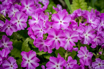 Beautiful spring pink flowers japanese primrose (Primula sieboldii)