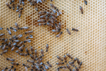 working bees on honey cells. bees on honeycomb in apiary. Honey bees in a beehive on frame. Fresh honey in comb.