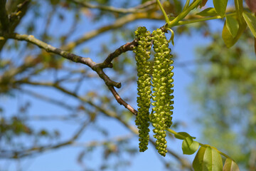 Birkenblüte im Frühling in Nahaufnahme