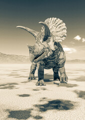 triceratops on the desert walking after rain © DM7