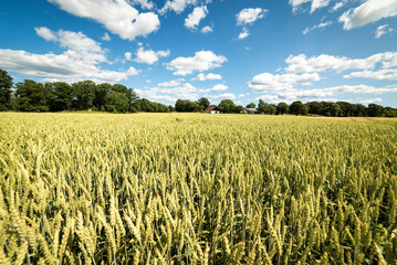 Swedish wheat field in summer season