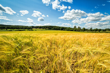 Golden wheat field in southern Sweden