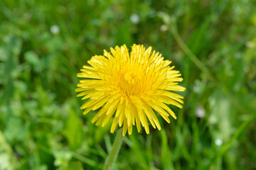 Gelbe Löwenzahn-Blüte auf grünem Gras