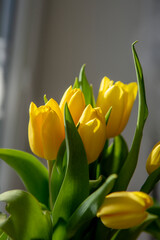 Bouquet of Yellow tulips (Tulipa) in the vase. Close up. Detail.