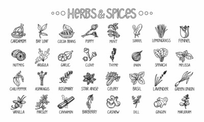 Icons of herbs and spices, drawn element in the style of a doodle. Template package design on a white background. Logo or emblem - herbs and spices - poppy, cashew, etc. Logo in a fashion line