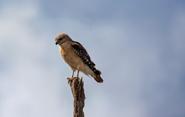 Red Shouldered Hawk