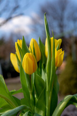 Bouquet of Yellow tulips (Tulipa) in the vase. Close up. Detail.