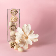 Gentle flower on the pink pastel bacground.