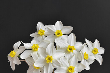 Bouquet of white daffodils on a black background. Spring flowers.