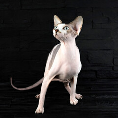 Beautiful cats, the Canadian Sphynx breed.