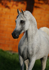 Portrait of a beautiful gray arabian horse on natural background, head closeup