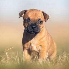 american staffordshire terrier