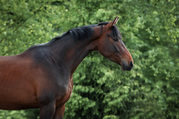 Portrait of a beautiful chestnut horse with mane stands on natural summer background, head closeup