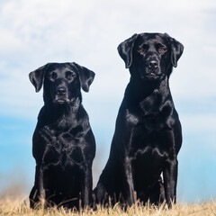 two black labrador retriever