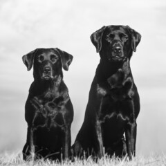 Two black labrador retriever
