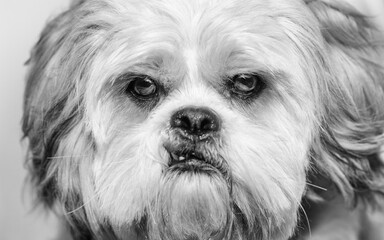 shih tzu dog portrait