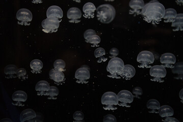 Medusas en el agua 2. Acuario de Veracruz